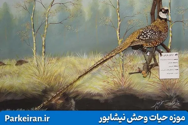حیوانات تاکسیدرمی شده در موزه حیات وحش نیشابور