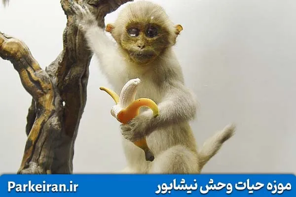 حیوانات تاکسیدرمی شده در موزه حیات وحش نیشابور