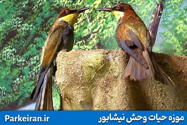 حیوانات تاکسیدرمی شده در موزه حیات وحش نیشابور