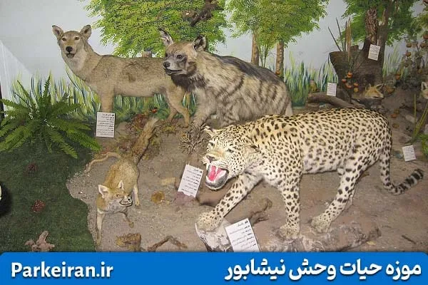 حیوانات تاکسیدرمی شده در موزه حیات وحش نیشابور