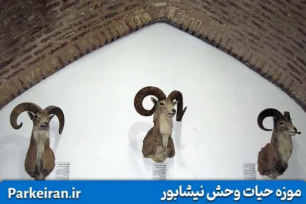 حیوانات تاکسیدرمی شده در موزه حیات وحش نیشابور