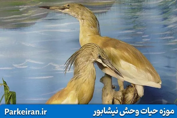حیوانات تاکسیدرمی شده در موزه حیات وحش نیشابور