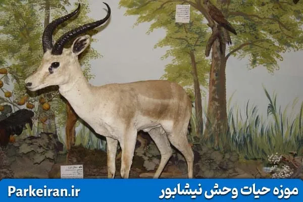 حیوانات تاکسیدرمی شده در موزه حیات وحش نیشابور